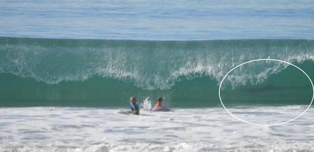 Great White Shark photo captured at Manhattan Beach in California